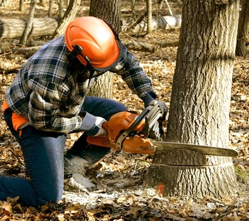 Tree Removal in Medway, ME